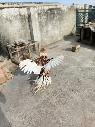 High Quality Topla Cheena Murgha available for sale