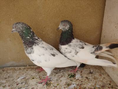 patti wala kalduma male for sale.