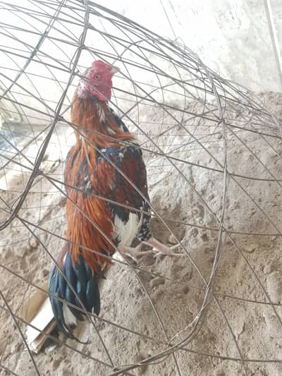 Aseel murgha chenay