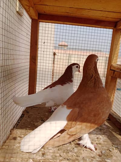 red sherazi pair
