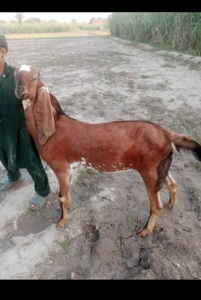 Desi bakra 0343 4808486