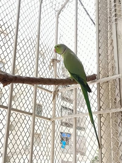 Breeder Male Ringneck for sale/trade
