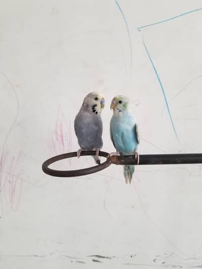 parrots for sale 03008408524
