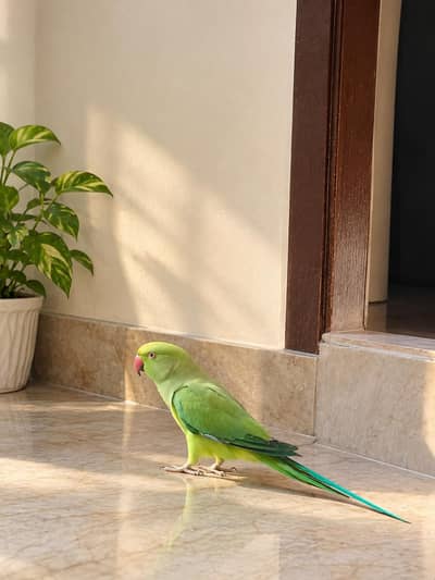 Beautiful Female Green Parrot for Sale