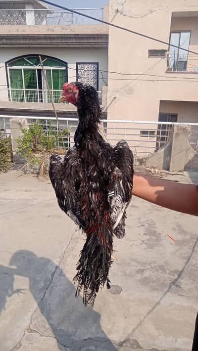 pure aseel for sale