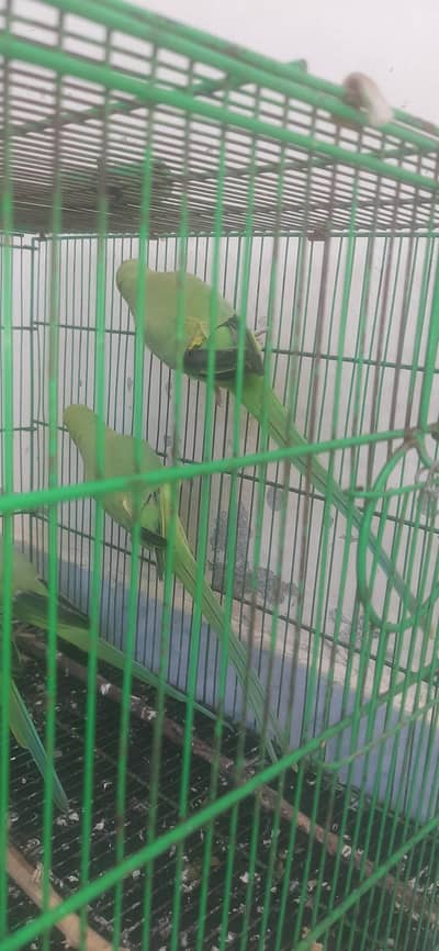 breader pair