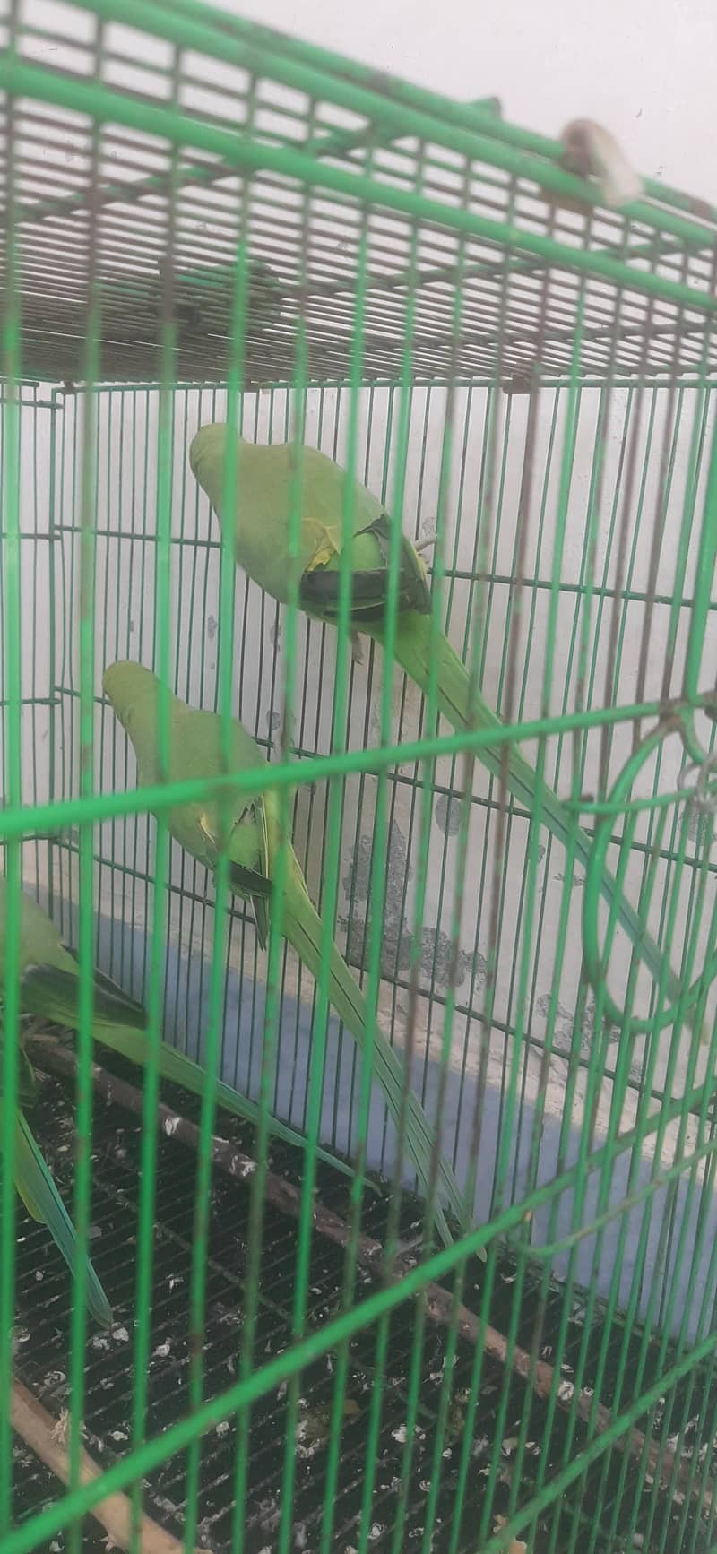 breader pair 0