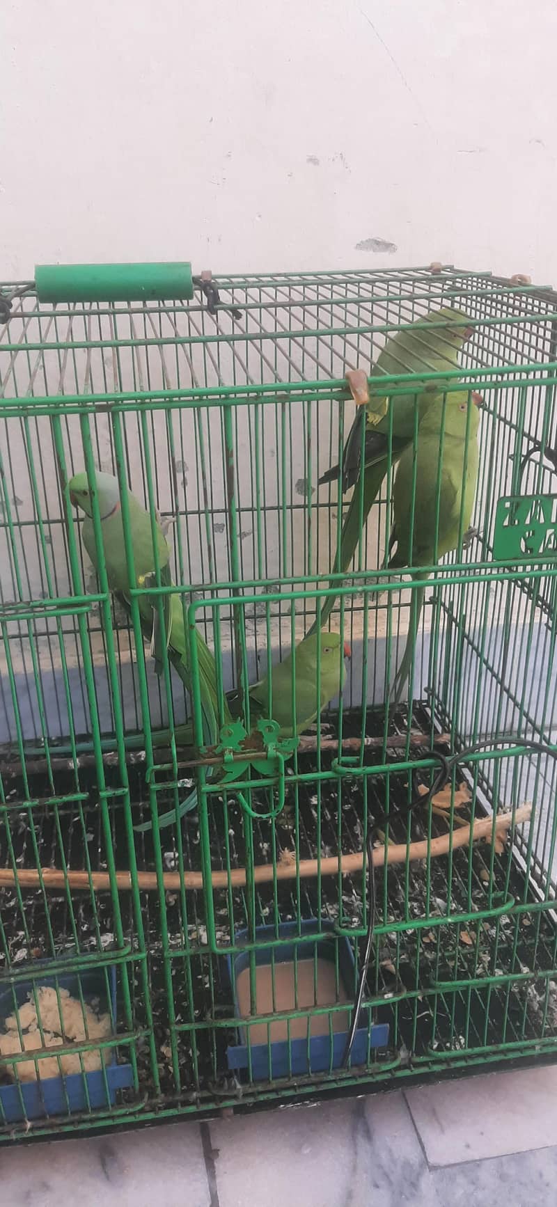 breader pair 2