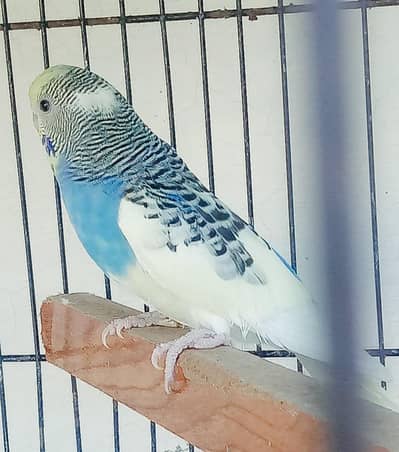 Pied king size breeder female for sale