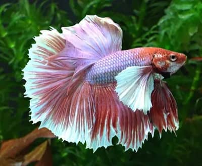 Dumbo ear, koi, candy and double tail betta fishes available