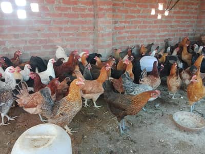 wazerabad roadi village chakqazi uggoki sialkot