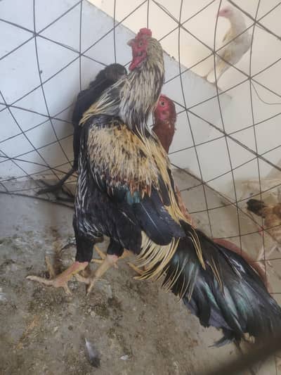 munsab kr dyn gyn pure home breed