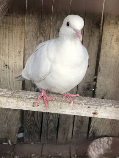 White Dove Pair for sale