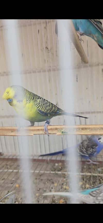 black face hogo male possible bw bw hogo crusted male
