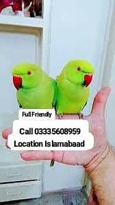 Single 6,500 Hand Tamed Friendly Green Ring Neck Parrot's Male/Female