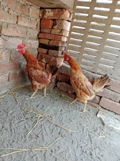 o3o9456o932 dasi hen dono egg dy rahi ha