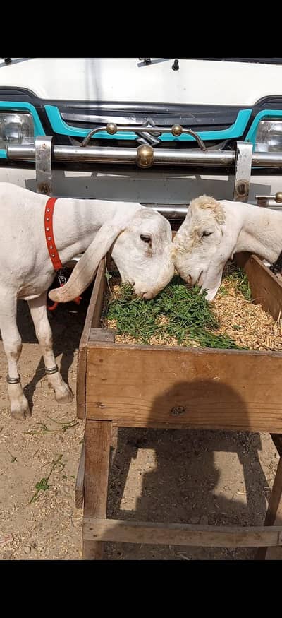larkana Jori For SALE location Karachi ORANGI TWON