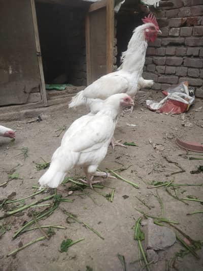 5 Heera Madi or 2 nar