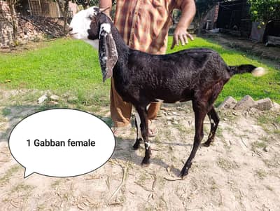 Qurbani goats and Gabban female for sale