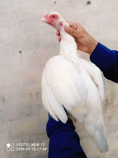 Aseel white Madi for sale