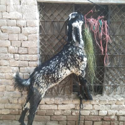 black chena or nagra Dono male ha 2027 ke qurbani ka Lia