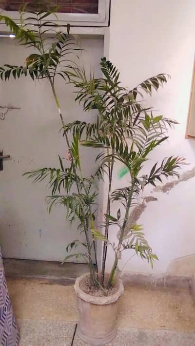 palm tree 