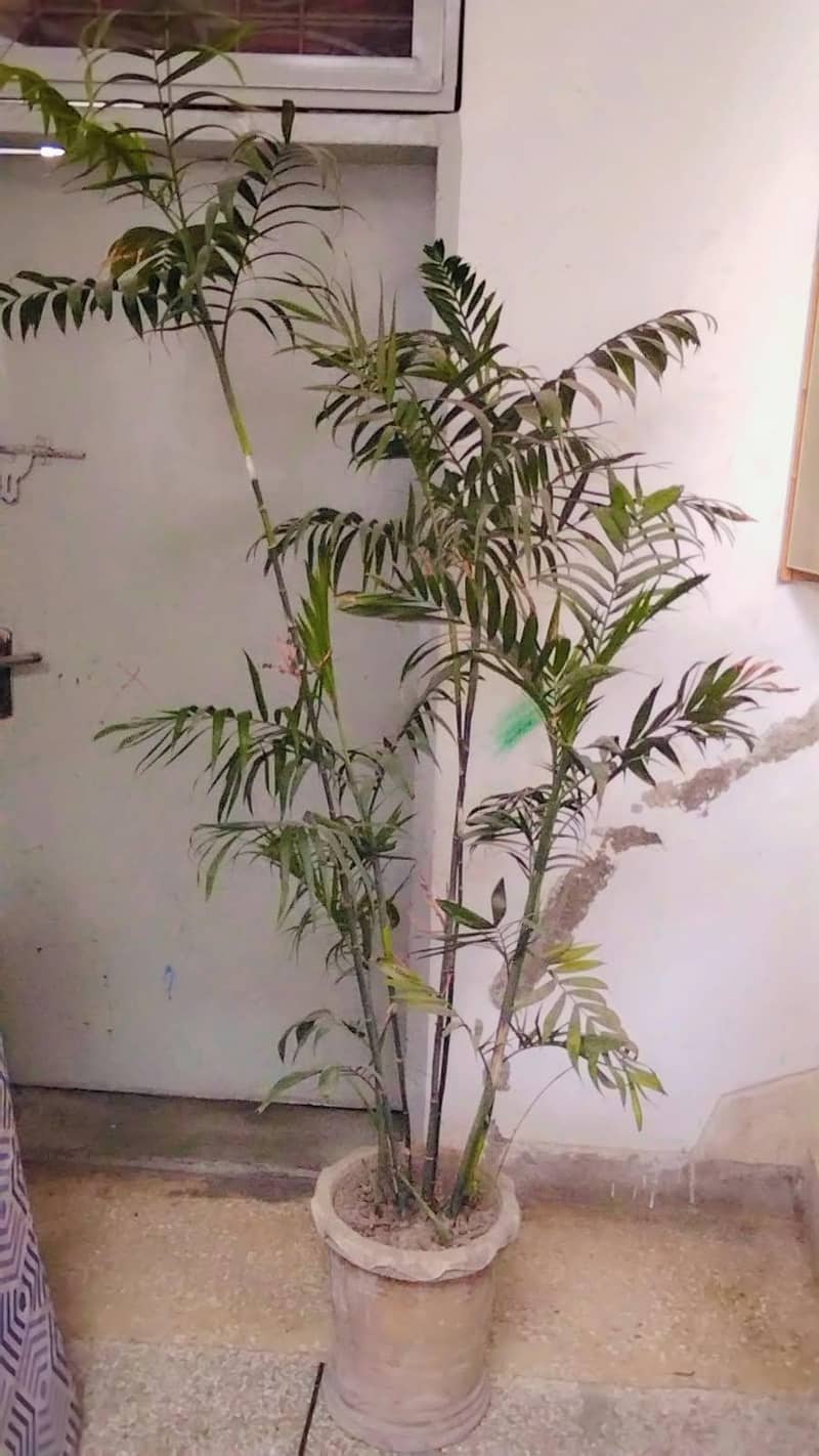 palm tree  0