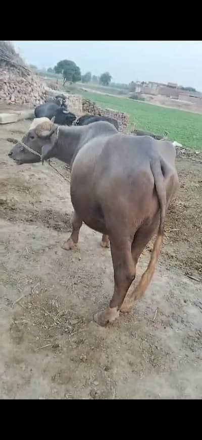 Male Buffalos