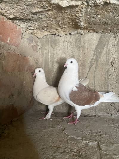 Breeder Pair With 1 self chick