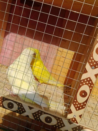 under exhibition breader pair/Australian red eyes pairs/Australian