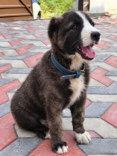 Imported Afghan Kuchi x Alabai Cross Breed