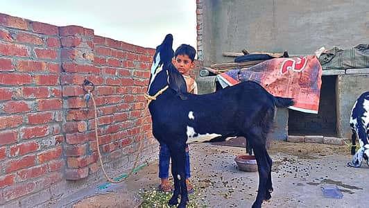 beetal bakri for sale whtsap 03061869144
