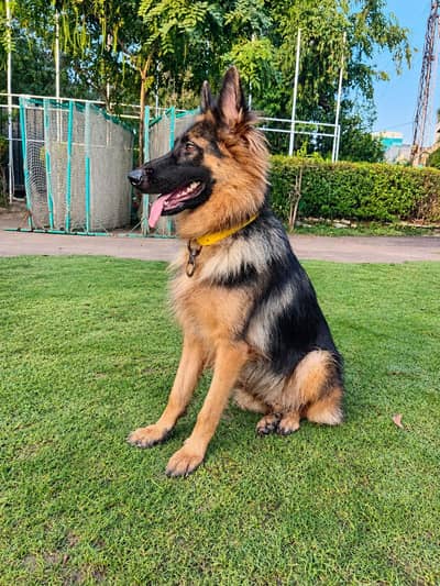 German shepherd young female