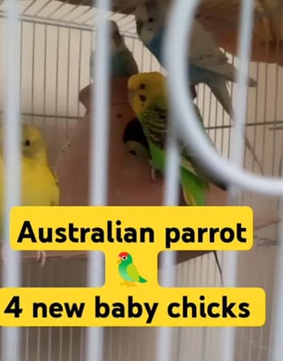 Australian Parrot Pair With Four Children With Cage