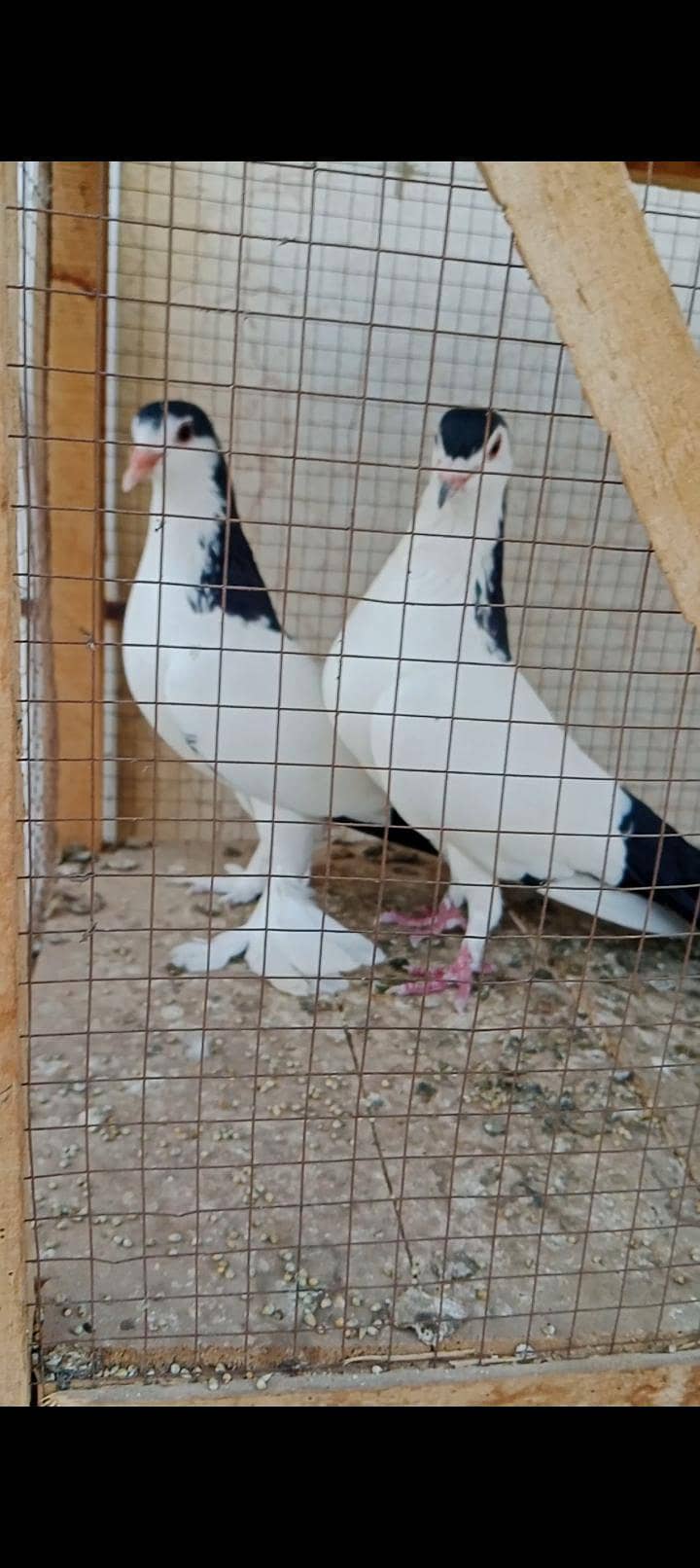 pabai khal pair 1