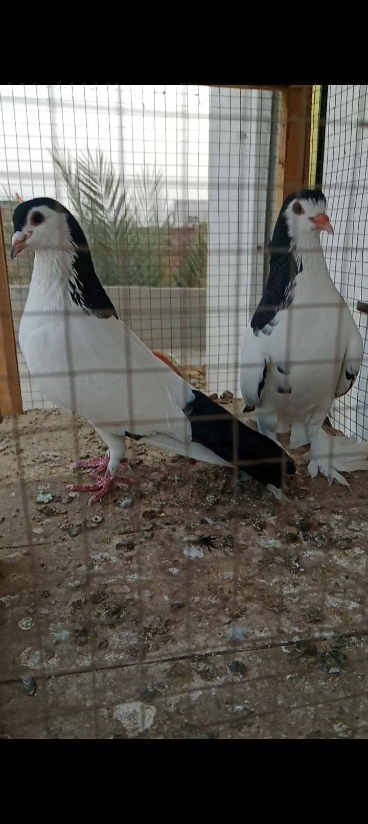 pabai khal pair 4