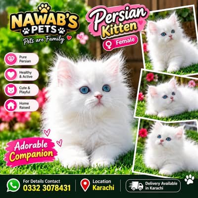 Beautiful Persian Kittens Available | Nawab’s Pets
