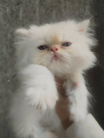 1  kids mix pikki fhas