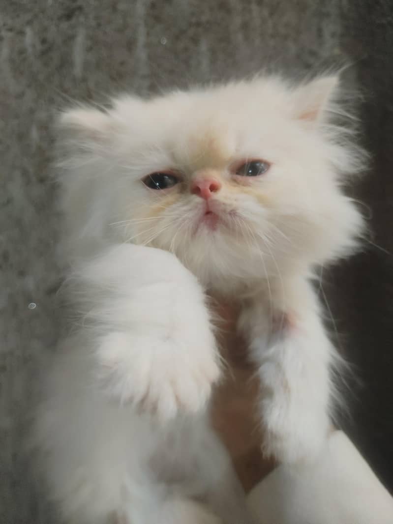 1 kids mix pikki fhas - Cats - 1121002118