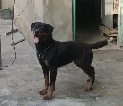 Rottweiler female for sale !