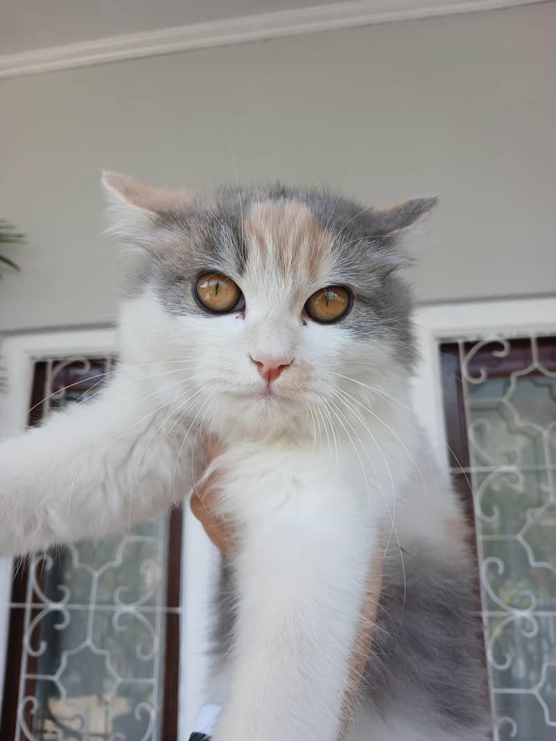 Persian 0