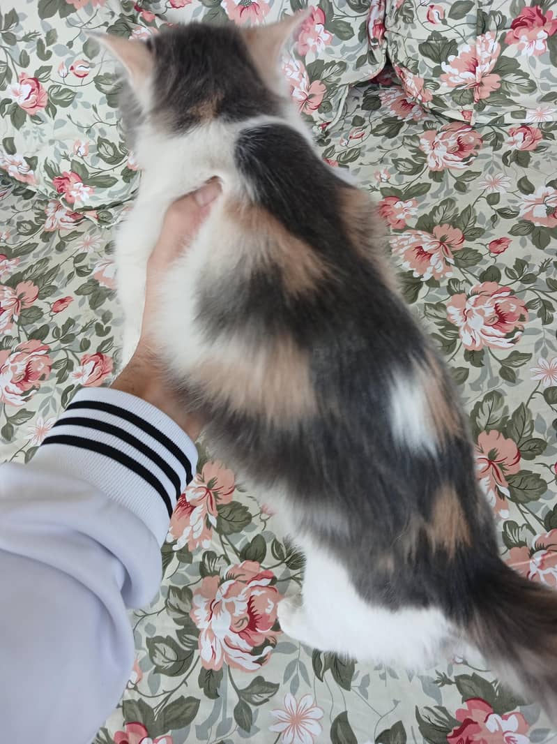 Persian 1