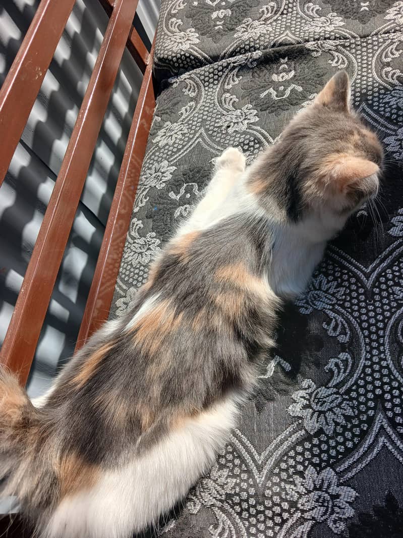 Persian - Cats - 1121002137