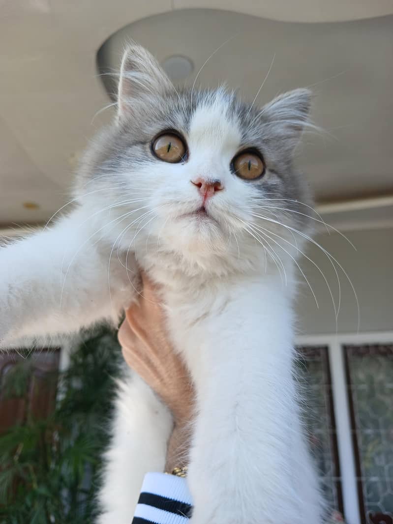 Persian - Cats - 1121002137