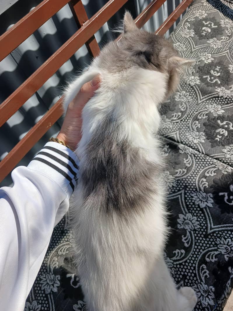 Persian - Cats - 1121002137