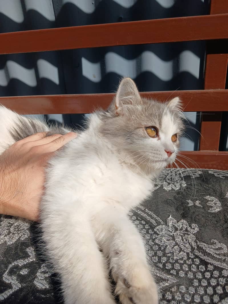 Persian - Cats - 1121002137