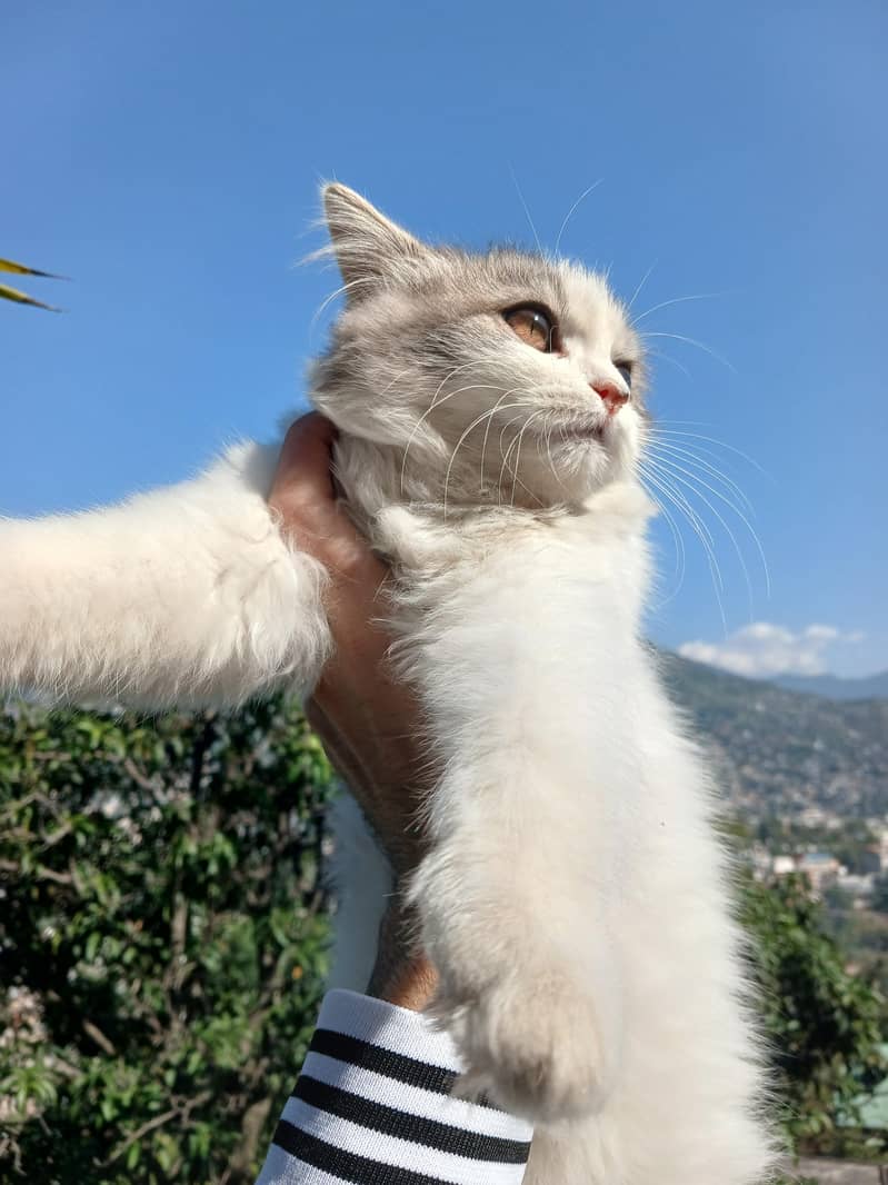 Persian - Cats - 1121002137