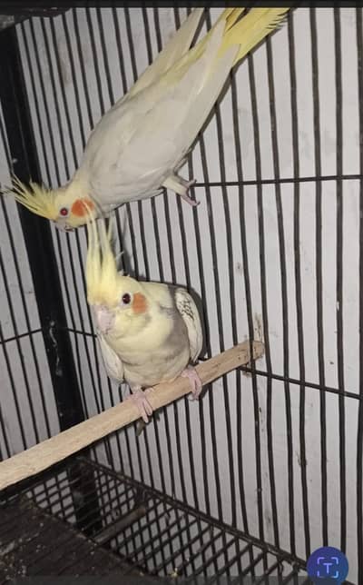 coctail pair for sall