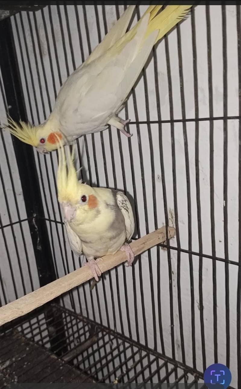 coctail pair for sall 0