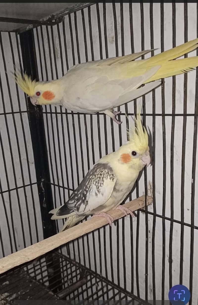 coctail pair for sall 1